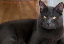 Cambridge man gets 90 days after cat abuse