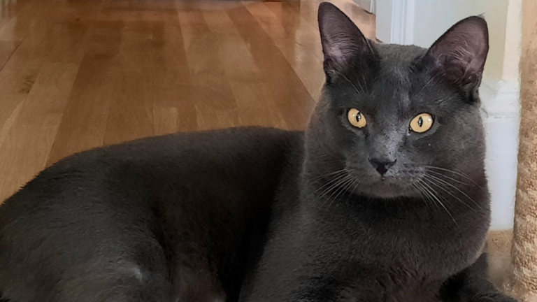 Cambridge man gets 90 days after cat abuse