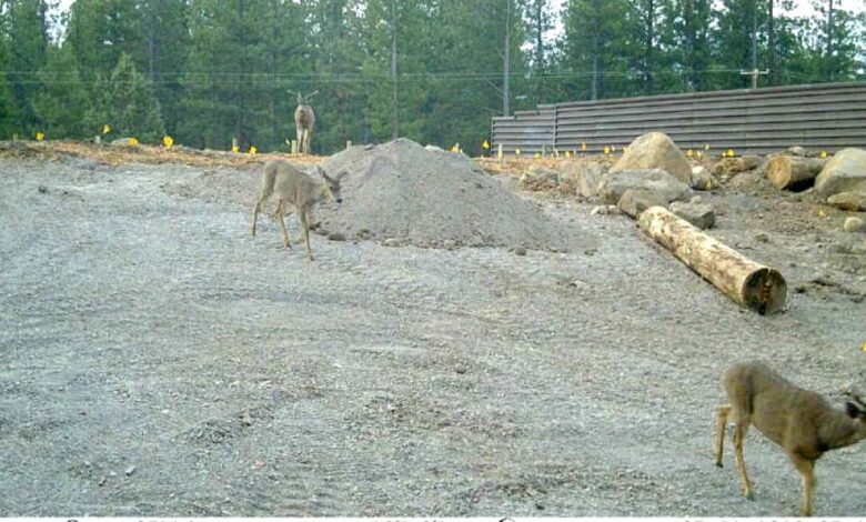 Mule deer test California’s first wildlife crossing