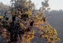 Big Bear eaglet Sandy’s tumble turns into first flight