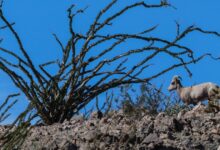 Bighorn ram tangled in razor wire in Jacumba Wilderness
