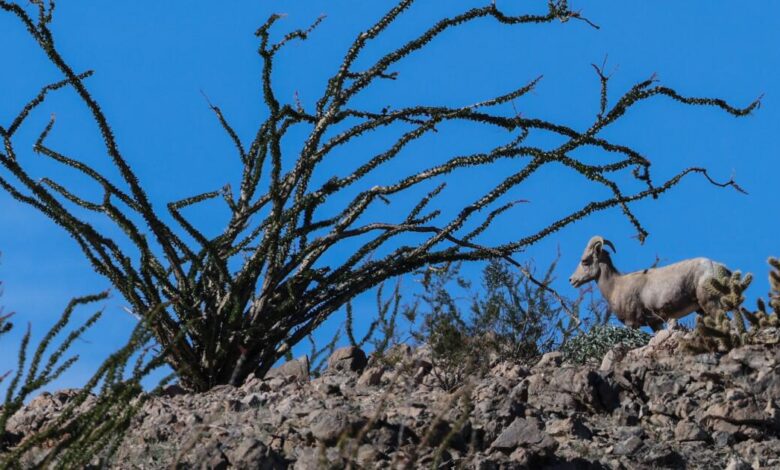 Bighorn ram tangled in razor wire in Jacumba Wilderness