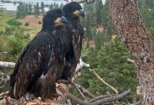 Timing of July 4th fireworks threatens Big Bear eaglets