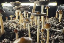 SoCal Father Fed Kids Psilocybin Mushrooms, Pleads Guilty