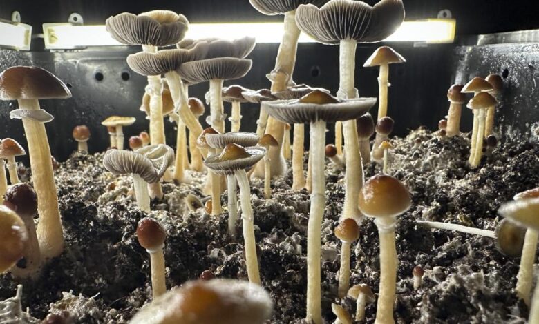SoCal Father Fed Kids Psilocybin Mushrooms, Pleads Guilty
