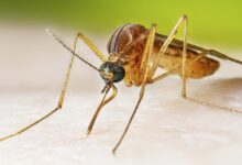 West Nile detected in Alhambra mosquito, Long Beach case