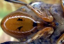 Glassy-winged sharpshooter found at Costco wine vines