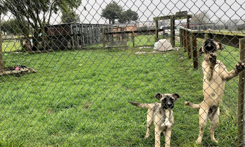 Sheriff digs into NorCal rescue after mass grave claims