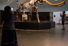 La Brea Tar Pits close for two-year renovation