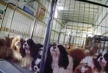 Police rescue 21 dogs from hot U-Haul in Temecula