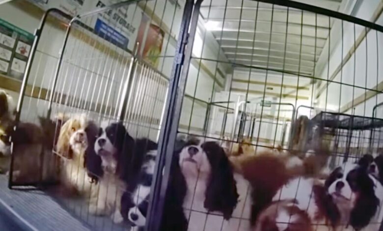 Police rescue 21 dogs from hot U-Haul in Temecula Police rescue 21 dogs from hot U-Haul in Temecula