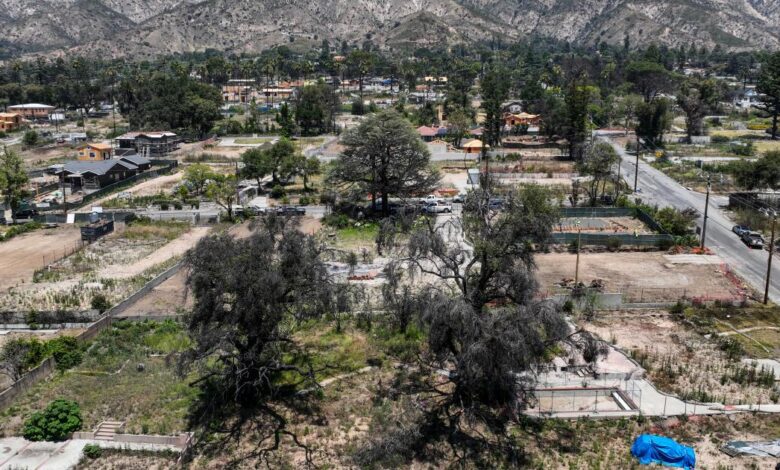 L.A. County pushes clearing overgrown burn lots