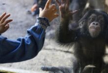 L.A. Zoo faces collapse as membership plunges