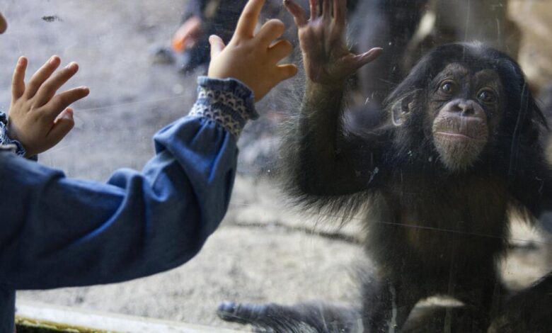 L.A. Zoo faces collapse as membership plunges