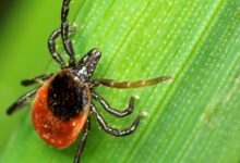 Rare tick disease sickens Californian; what to know