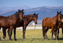 450 wild horses face Sierra roundup despite years of fight