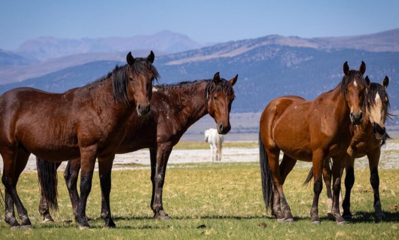 450 wild horses face Sierra roundup despite years of fight