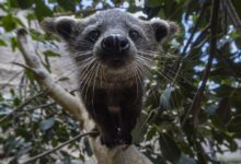 San Diego Zoo welcomes two bearcats after 25 years