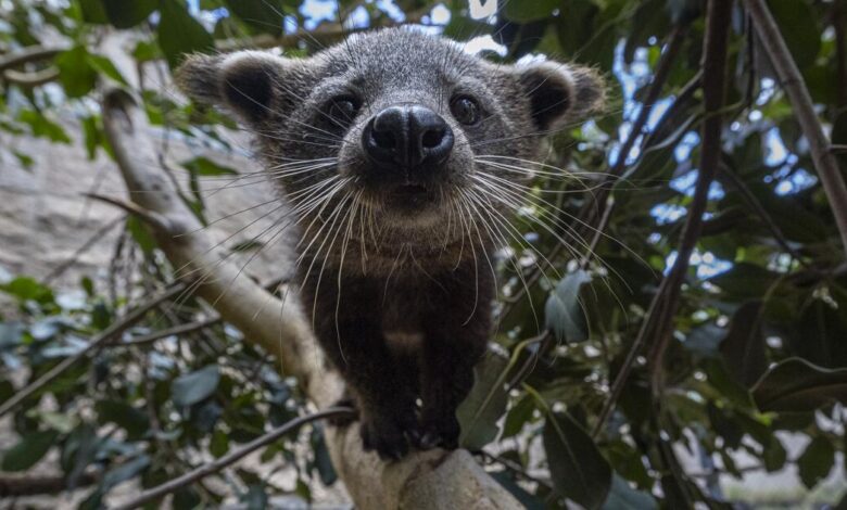 San Diego Zoo welcomes two bearcats after 25 years San Diego Zoo welcomes two bearcats after 25 years