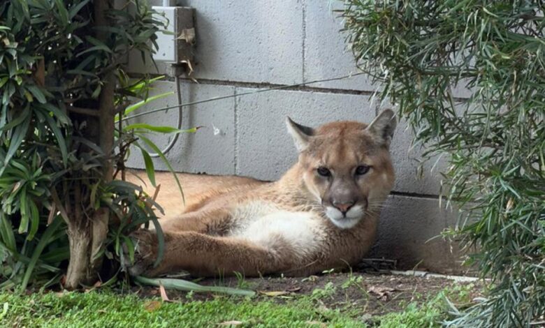 Mountain lion captured after Pasadena school graduation scare