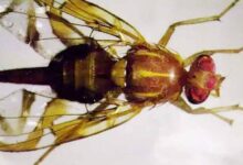 San Diego County to release sterile male Mexican fruit flies