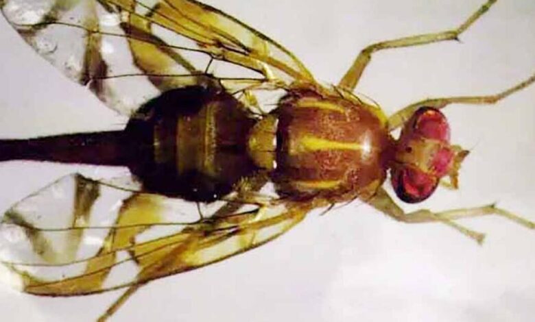 San Diego County to release sterile male Mexican fruit flies