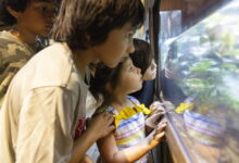 Brookfield Zoo ships 12,000 tadpoles to Puerto Rico