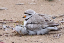 Father’s Day at Montrose Beach: Imani’s chicks thrive