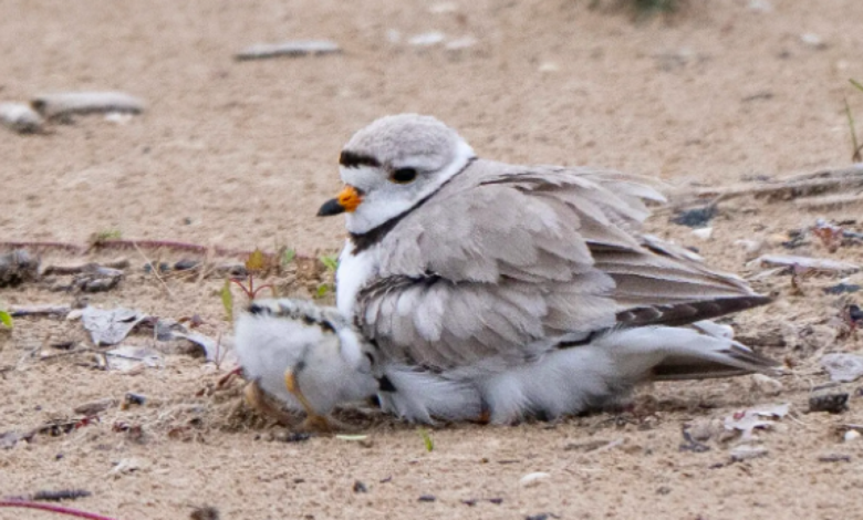 Father’s Day at Montrose Beach: Imani’s chicks thrive