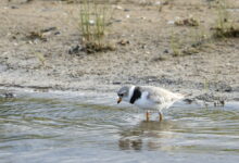 Four plover chicks hatch at Montrose Beach