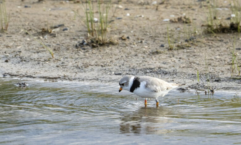 Four plover chicks hatch at Montrose Beach