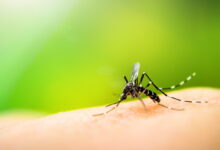 Chicago finds West Nile-carrying mosquitoes as season starts