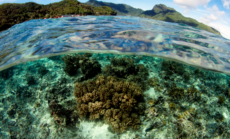 Trump administration moves to open American Samoa’s waters to deep-sea mining