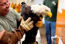 After a setback, Big Bear eagle Jackie’s health improves: she’s ‘much more feisty’