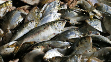 Virginia funds Chesapeake Bay menhaden study with  million