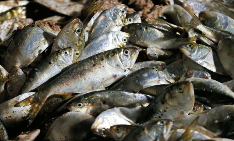 Virginia funds Chesapeake Bay menhaden study with  million