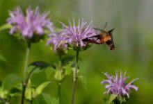 A guide to mint, the plant deer will actually avoid in your garden