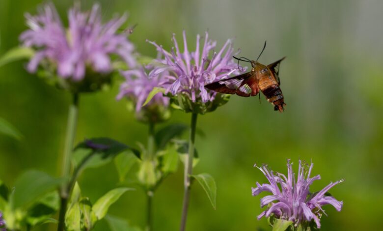 A guide to mint, the plant deer will actually avoid in your garden
