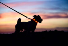 Police in Alexandria want to unleash the power of their Dog Walker Watch program – WTOP News