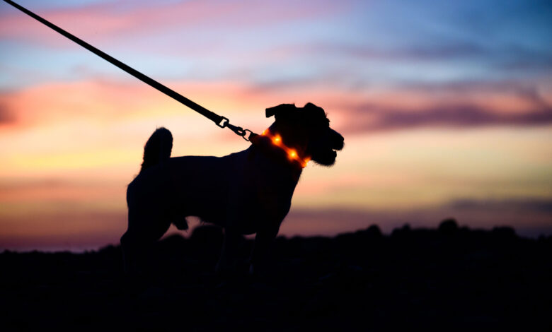 Police in Alexandria want to unleash the power of their Dog Walker Watch program – WTOP News