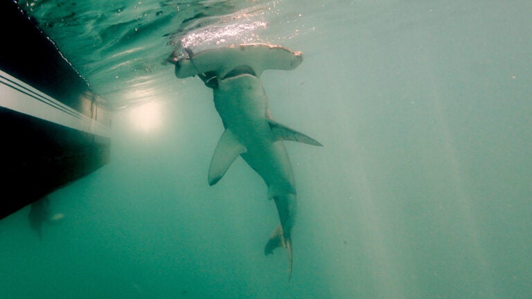 In new ‘milestone,’ Rhode Island nonprofit tags first hammerhead shark