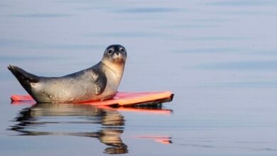 Seal pup hijacks boogie board off Maine coast Seal pup hijacks boogie board off Maine coast