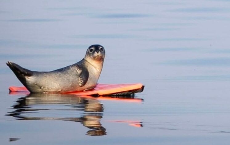 Seal pup hijacks boogie board off Maine coast