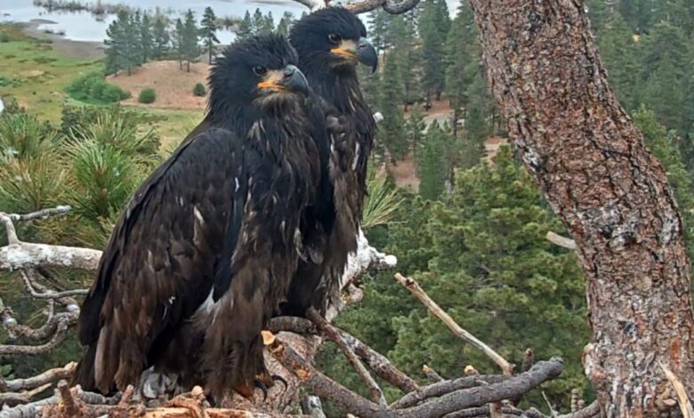 Jackie and Shadow returned to nest after fireworks