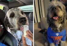 L.A. sued over police killing Knicks T-shirt dog