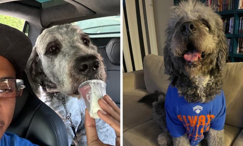 L.A. sued over police killing Knicks T-shirt dog