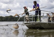 Trump administration stops work on Great Lakes Asian carp project near Joliet