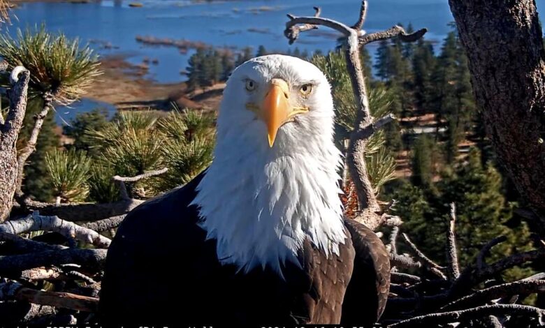 Jackie, arguably the world’s most famous bald eagle, dies after mysterious illness Jackie, arguably the world’s most famous bald eagle, dies after mysterious illness