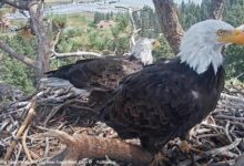 Shadow seen with new eagle at the Big Bear nest. Could a match be in the making?