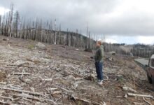 The fight over spraying Roundup in California’s forests has only gotten bigger